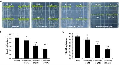 Target of Rapamycin Regulates Genome Methylation Reprogramming to Control Plant Growth in Arabidopsis